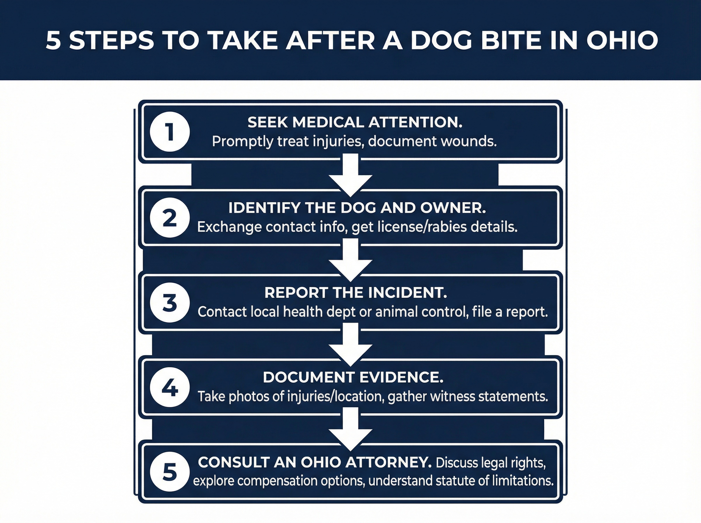 5 Steps to Take After a Dog Bite in Ohio Infographic